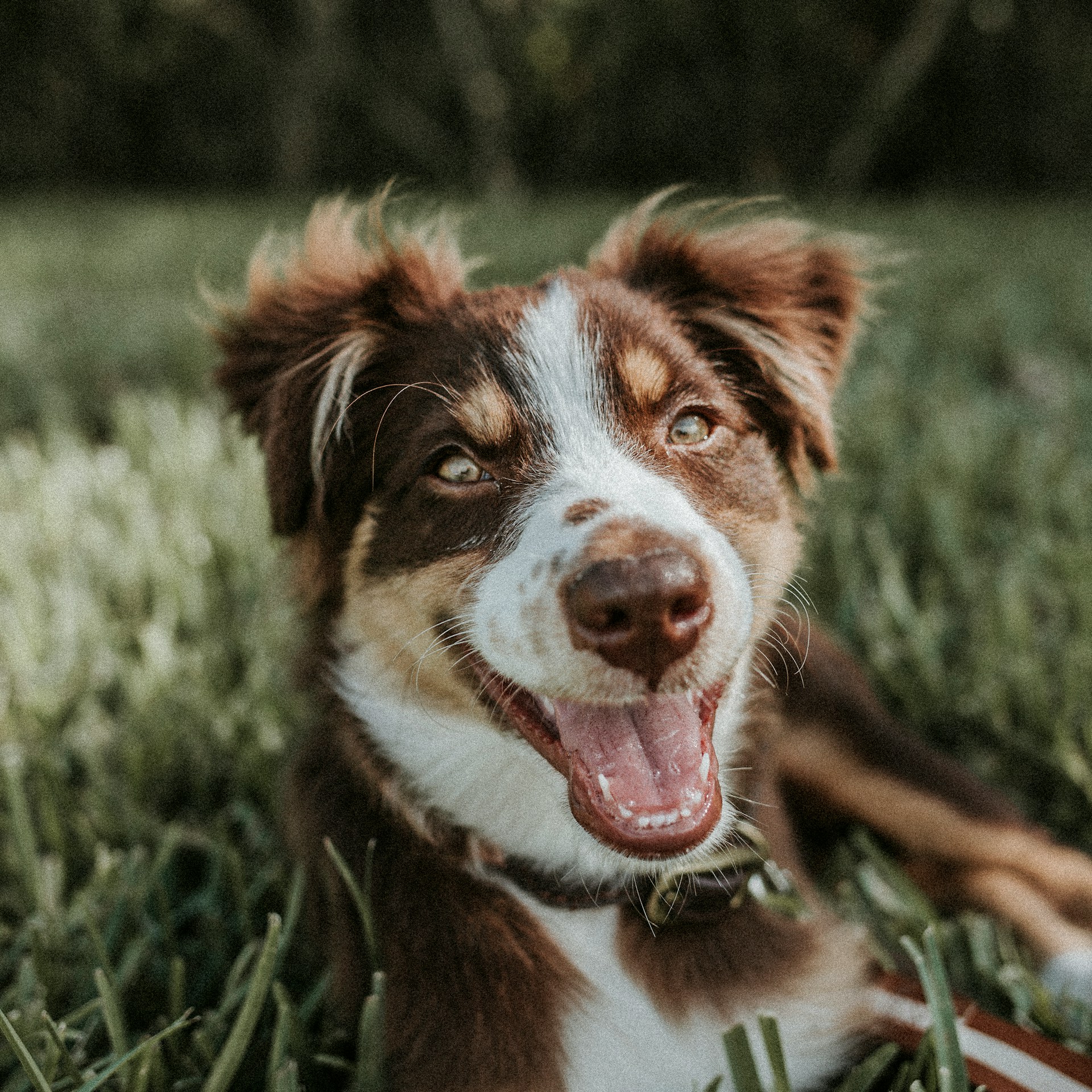 Dog breeds